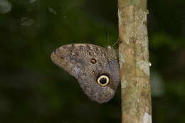 Imagem de Caligo eurilochus Cramer 1776