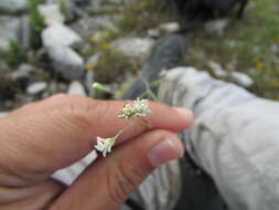 Image of Florestina simplicifolia B. L. Turner