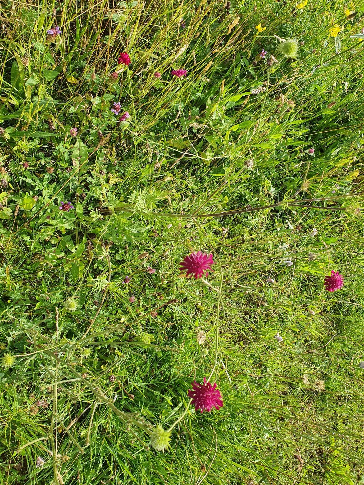 Слика од Knautia macedonica Griseb.