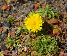 Image of Philbrick's desertdandelion