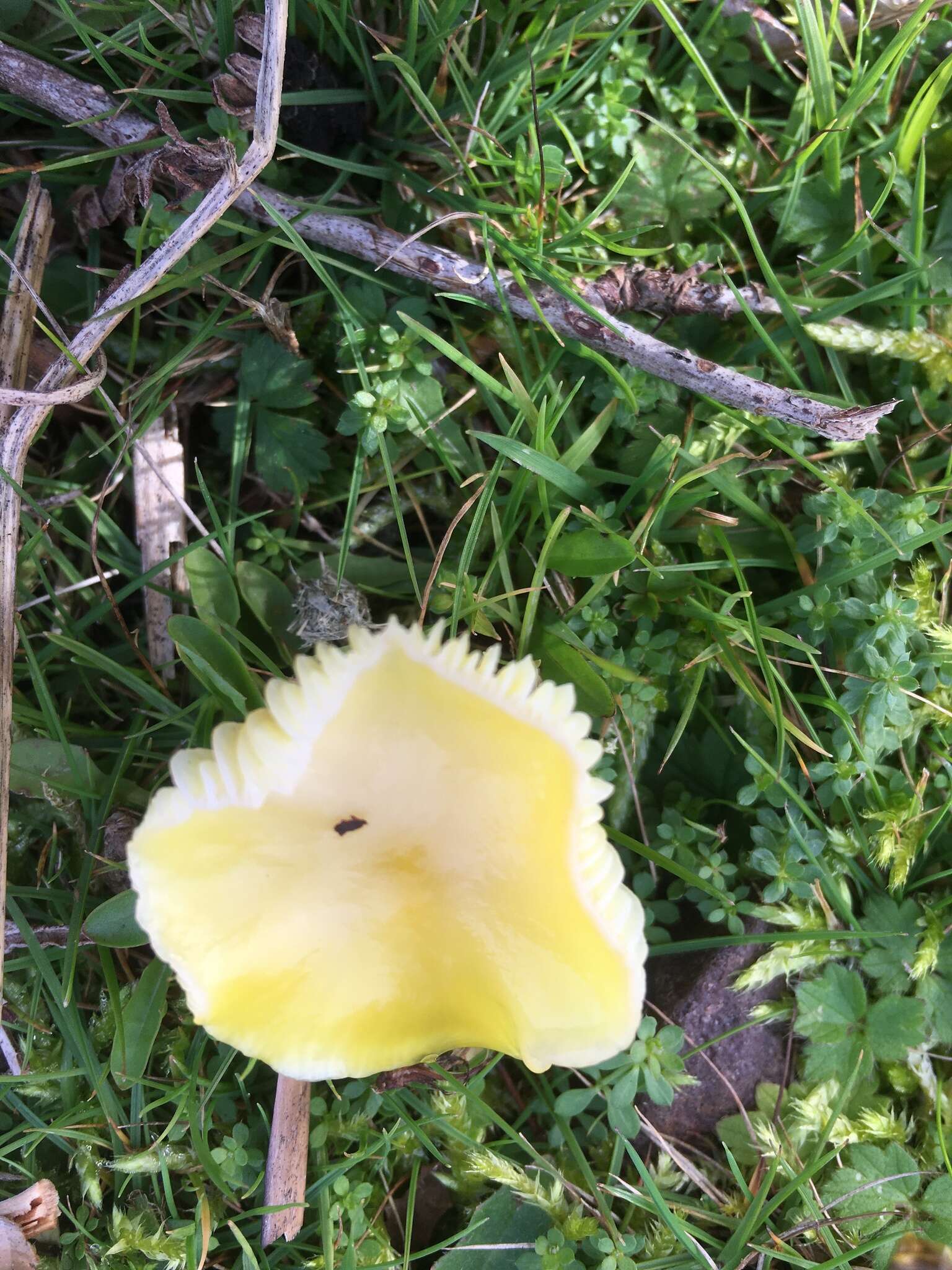 Hygrocybe chlorophana (Fr.) Wünsche 1877 resmi