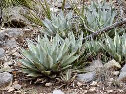 Image de Agave parryi subsp. neomexicana (Wooton & Standl.) B. Ullrich