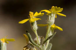 Image of woolly paperflower