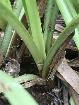 Image of Cyperus nitidus Lam.