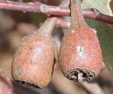 Imagem de Eucalyptus eremophila (Diels) Maiden