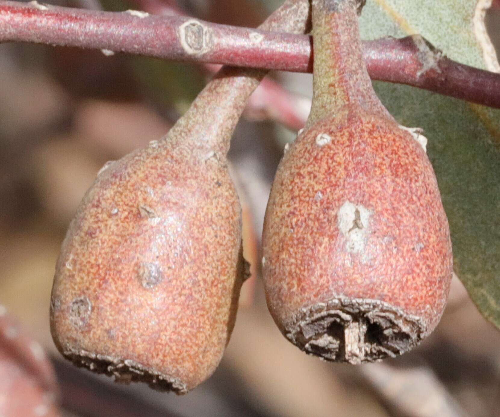 Image of Eucalyptus eremophila (Diels) Maiden