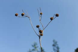 Image of Verbesina robinsonii (Klatt) Fern. ex B. L. Rob. & Greenm.