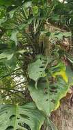 Image of Monstera adansonii subsp. laniata (Schott) Mayo & I. M. Andrade