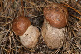 Image of Leccinum piceinum Pilát & Dermek 1974