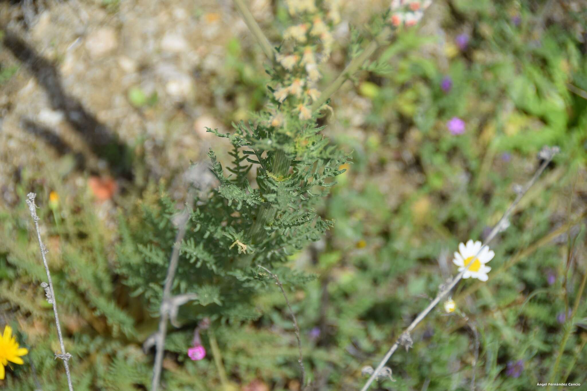 Image of Reseda suffruticosa Loefl.