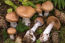 Слика од Cortinarius armeniacus (Schaeff.) Fr. 1838