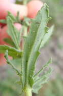 Image of Chaenostoma caeruleum (L. fil.) Kornhall