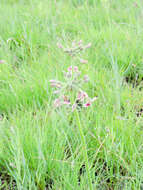 Image of Variable stork's-bill