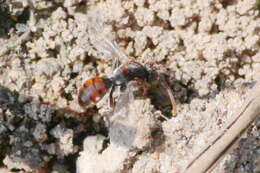 Nomada flavoguttata (Kirby 1802) resmi