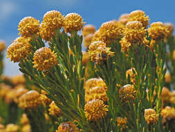 Plancia ëd Leucadendron linifolium (Jacq.) R. Br.