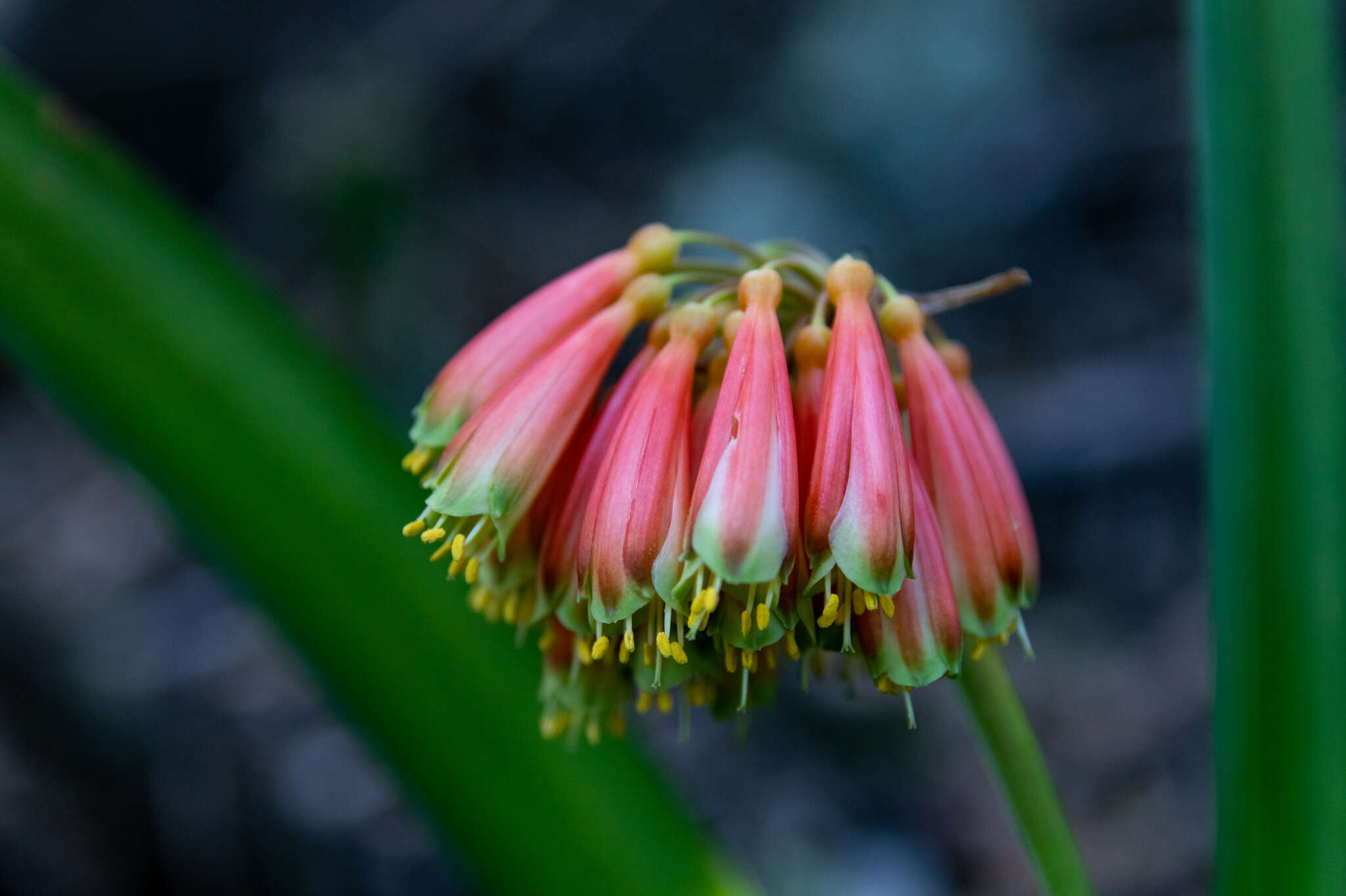 Image of Clivia nobilis Lindl.