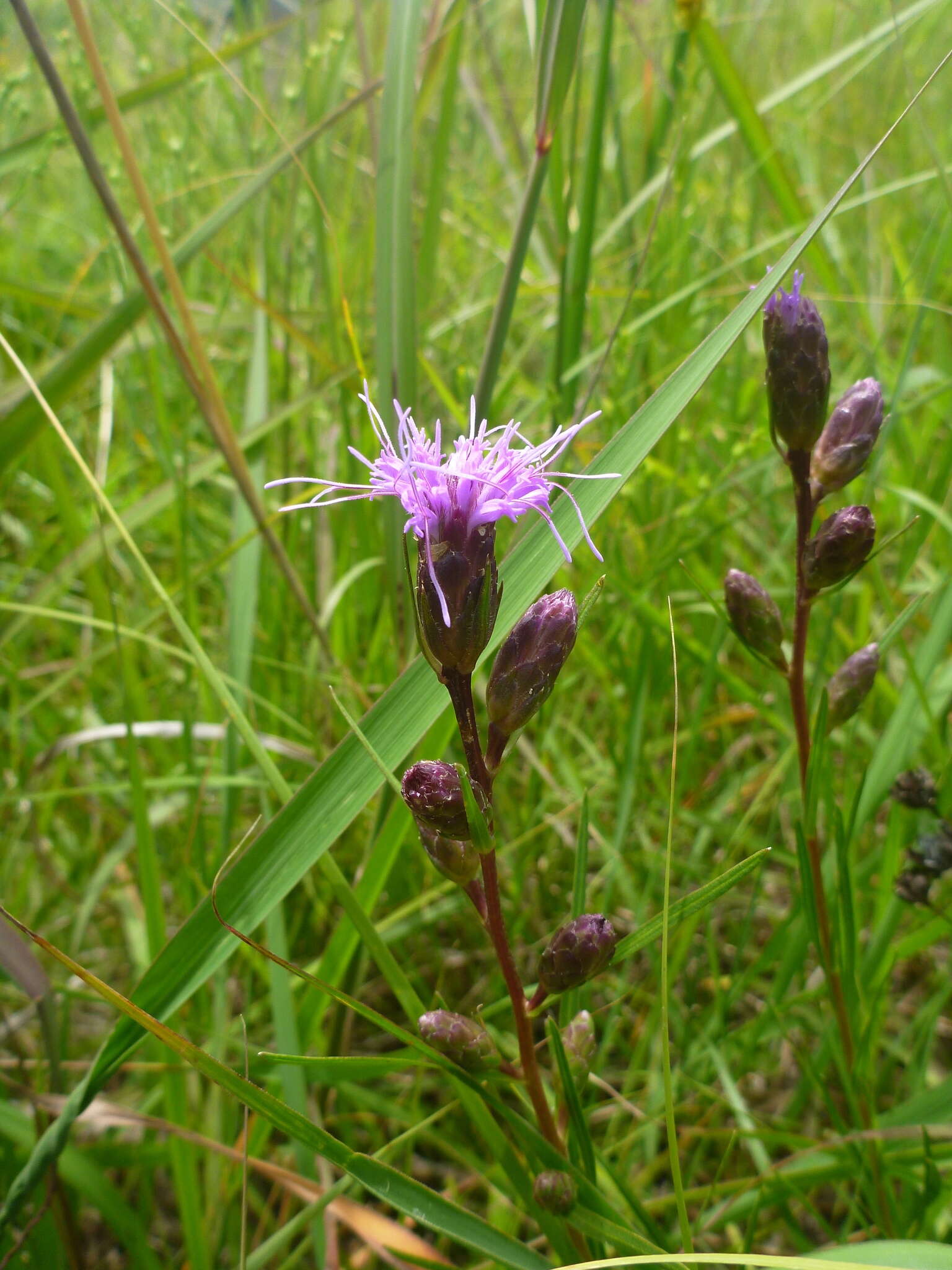 Image of Ontario blazing star