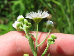 Image of prairie fleabane