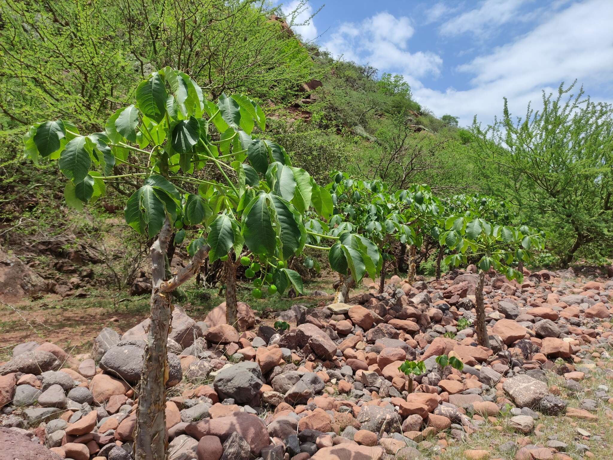 Imagem de Jatropha macrocarpa Griseb.