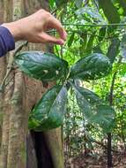 Anthurium pentaphyllum (Aubl.) G. Don的圖片