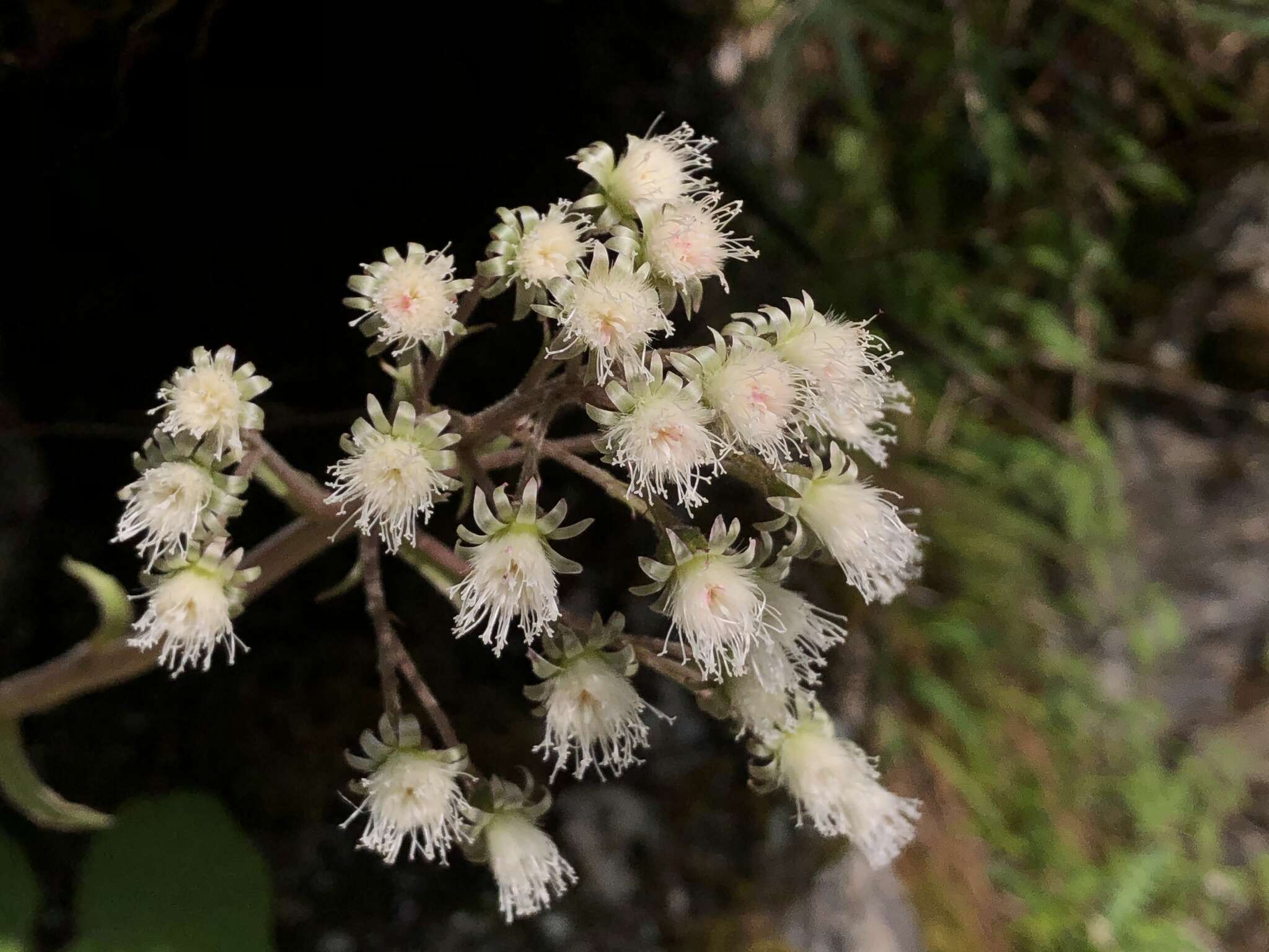 Image of Petasites formosanus Kitam.