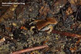 Image of Arcuate-spotted Pygmy Frog