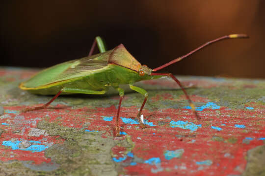 Image of Homoeocerus (Anacanthocoris) rubromaculatus (Hsiao 1963)