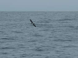 Image of Pink-footed Shearwater