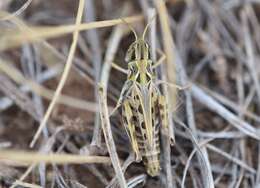 Phlibostroma quadrimaculatum (Thomas & C. 1871)的圖片