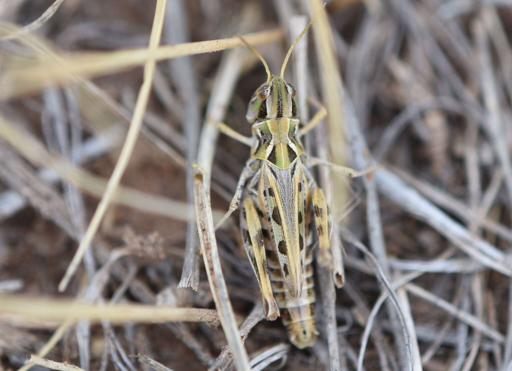 Image of Four-spotted Grasshopper