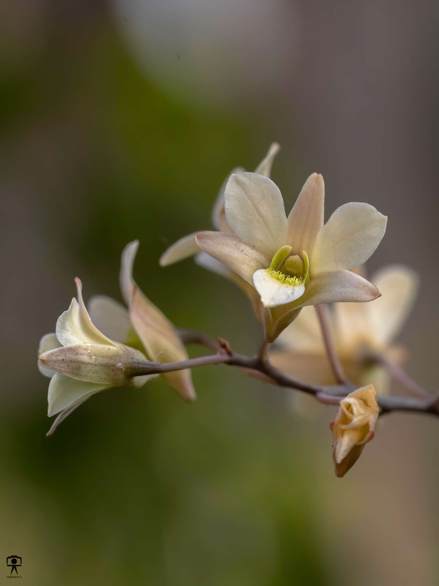 Слика од Dendrobium ovatum (L.) Kraenzl.