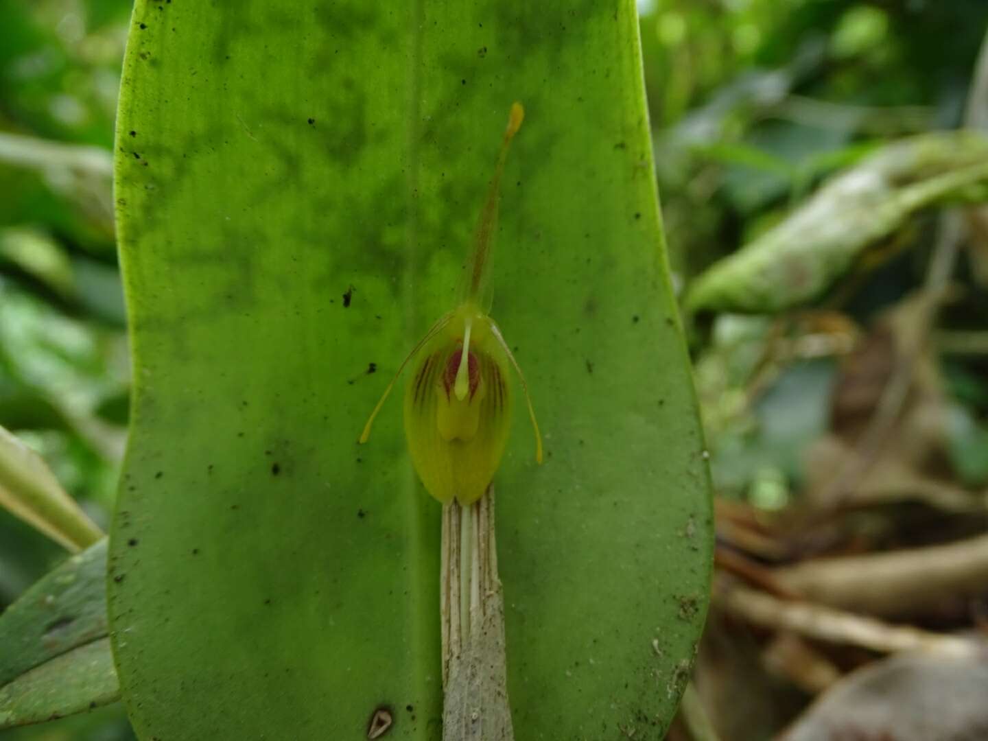 Plancia ëd Restrepia flosculata Luer