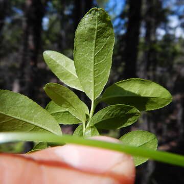 Image of blueberry willow