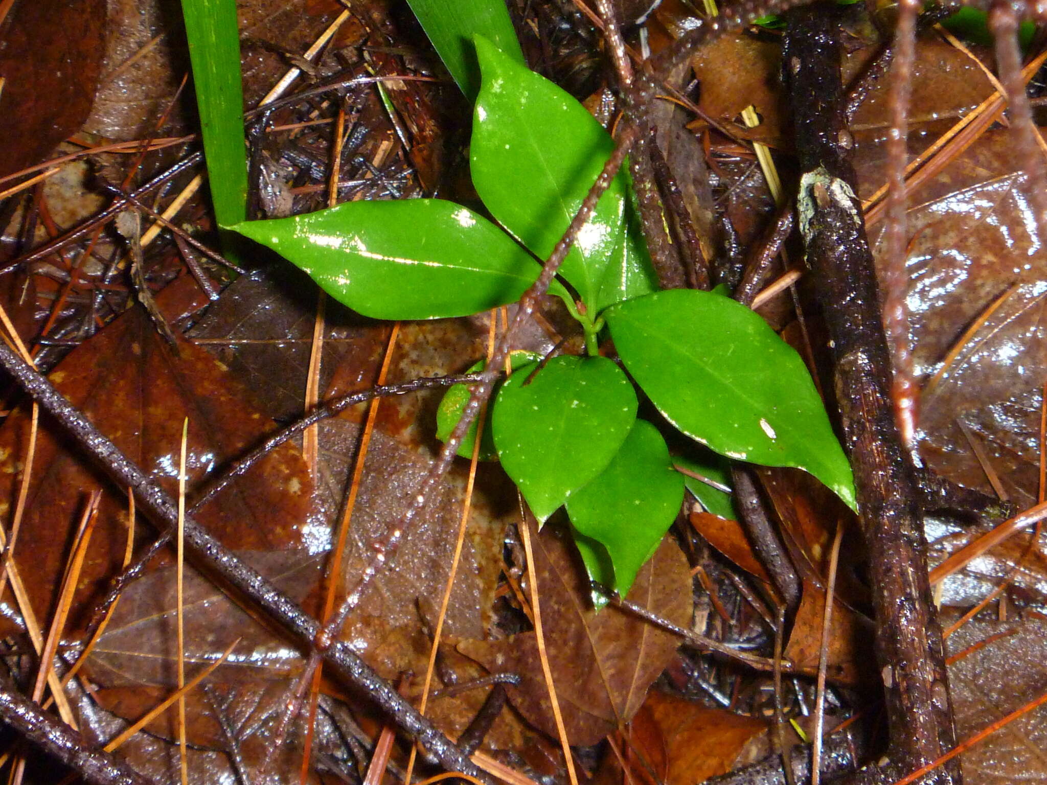 Plancia ëd Sarcococca ruscifolia Stapf