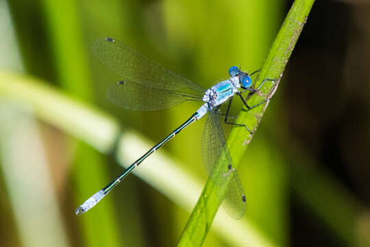 Image of Emerald Spreadwing