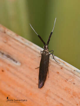 Image of Coleophora hieronella Zeller 1849