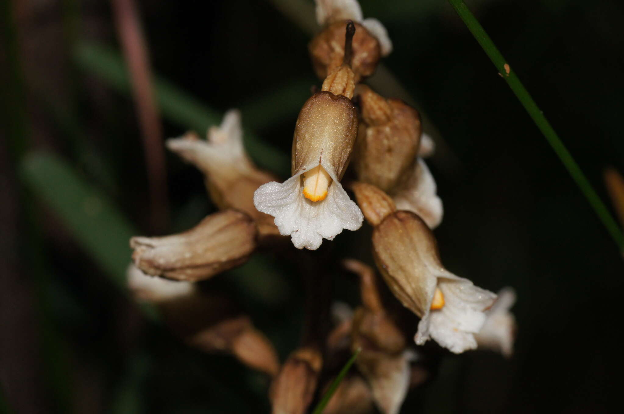 Image of Tall potato orchid