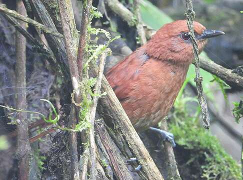 Image of Rufous Spinetail