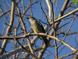 Imagem de Elaenia martinica (Linnaeus 1766)