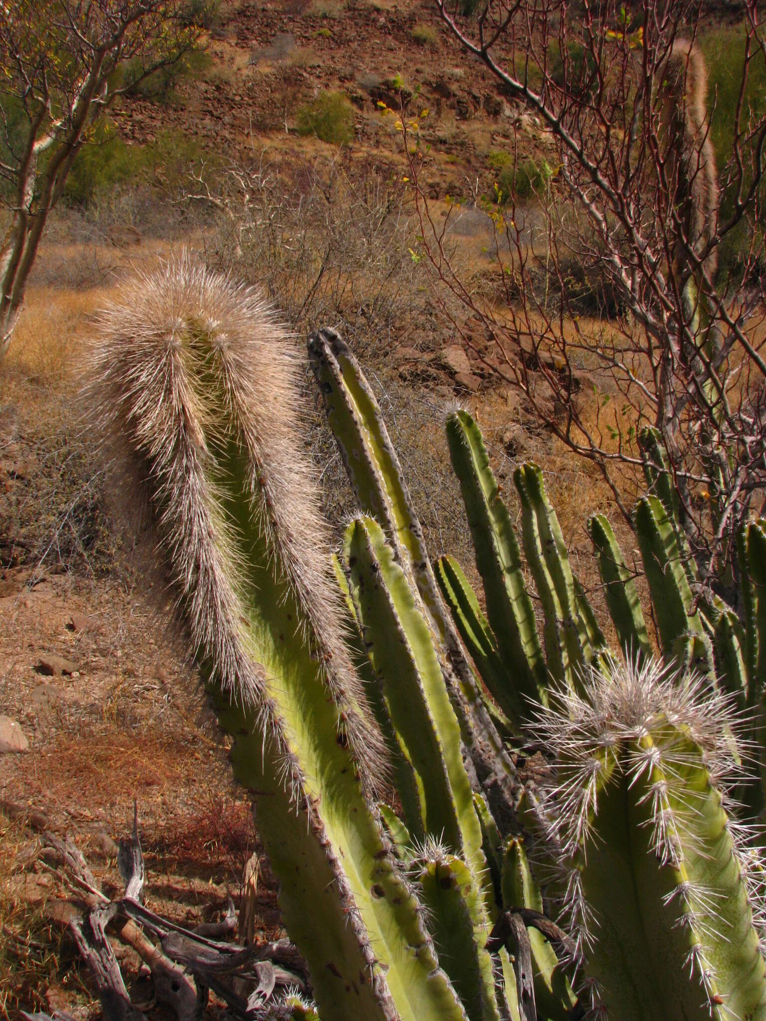 Image of senita cactus