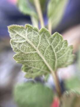 Image of Ageratina scorodonioides (A. Gray) R. King & H. Rob.