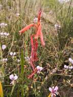 Imagem de Watsonia aletroides (Burm. fil.) Ker Gawl.