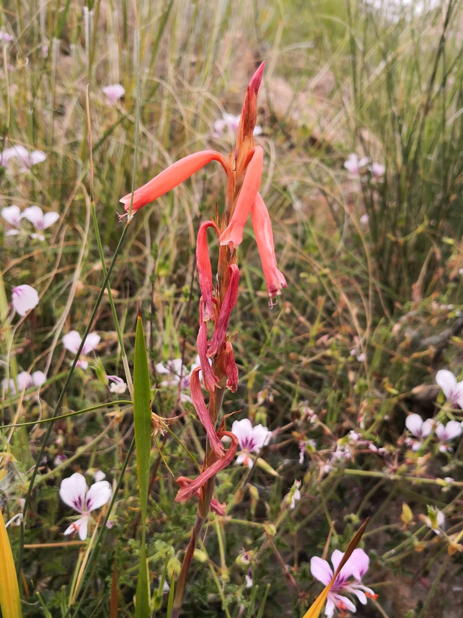 Слика од Watsonia aletroides (Burm. fil.) Ker Gawl.