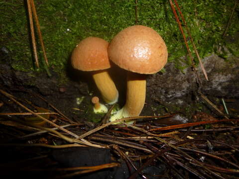 Image of Chalciporus piperatus (Bull.) Bataille 1908