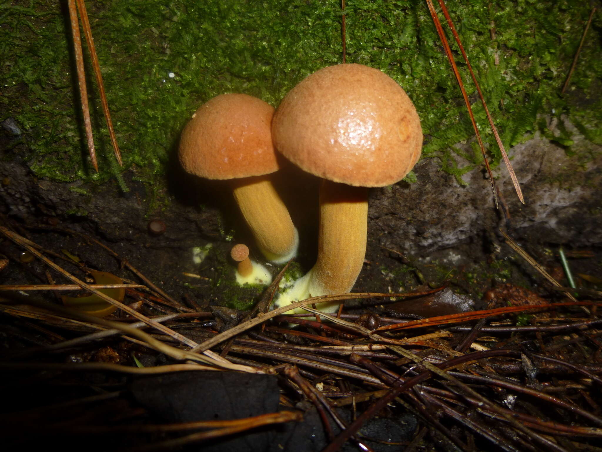 Image of Chalciporus piperatus (Bull.) Bataille 1908