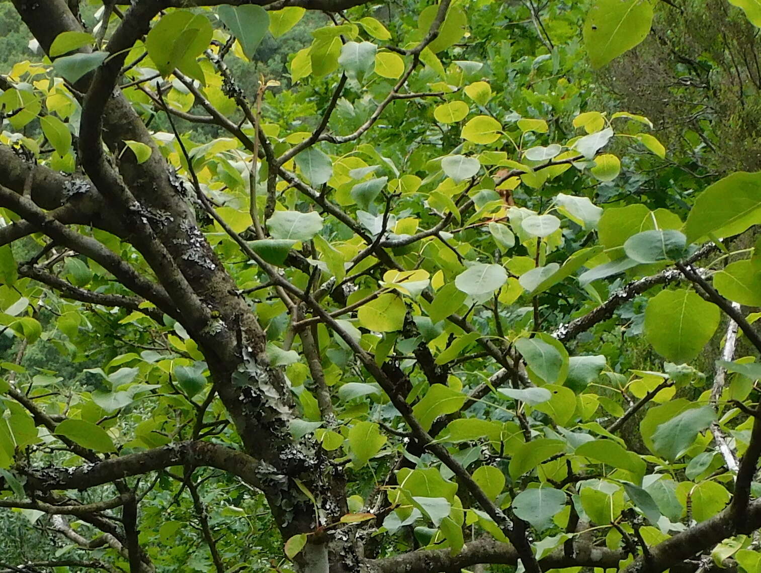 Plancia ëd Pyrus cordata Desv.