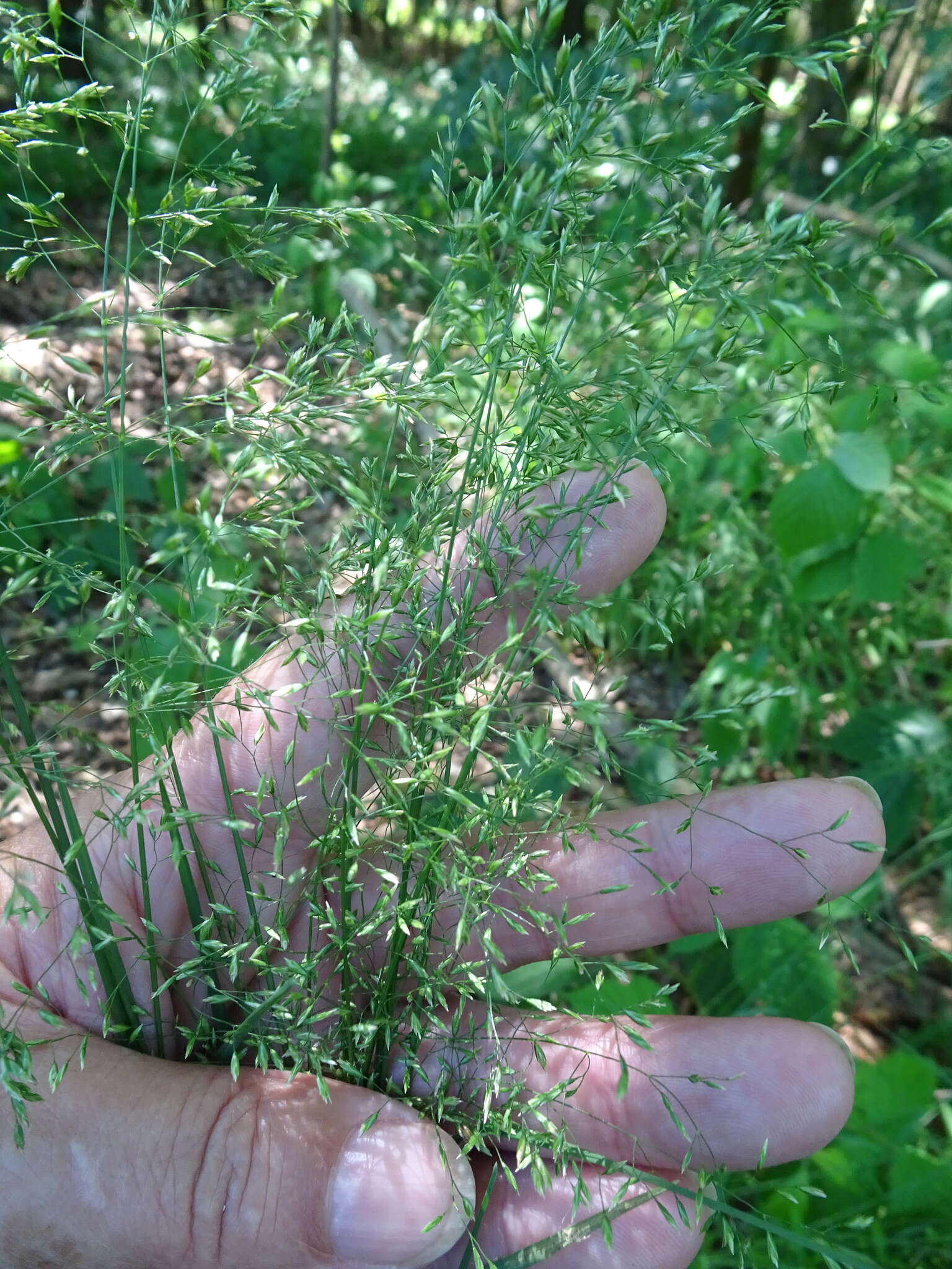 Image of wood bluegrass