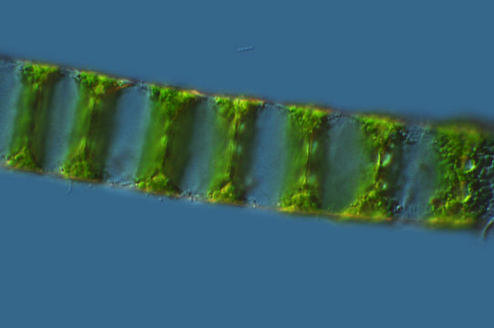 Image of <i>Sphaeroplea annulina</i>