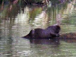 Image of La Plata Otter