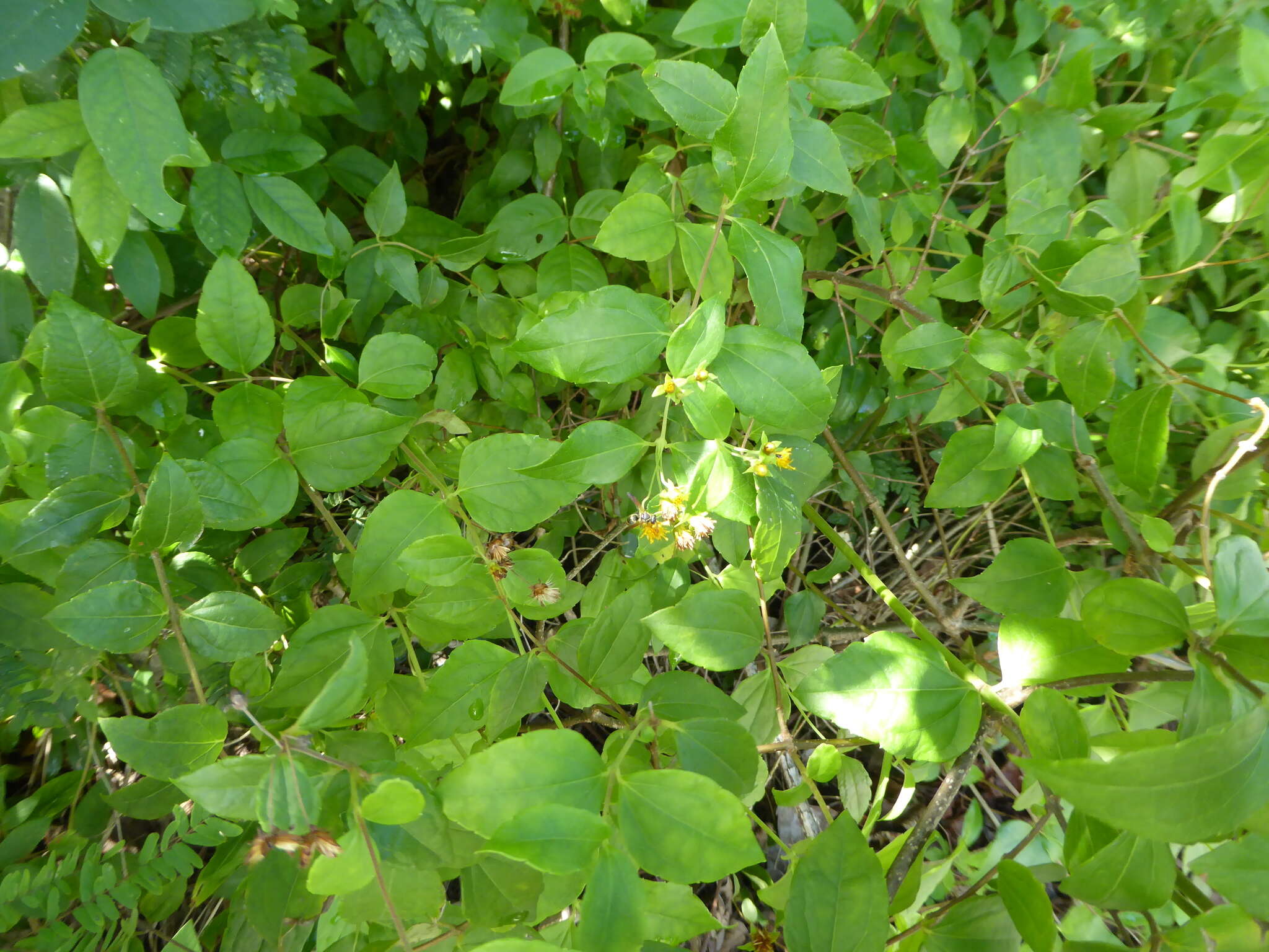 Plancia ëd Calea jamaicensis (L.) L.